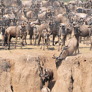 Die Gnus erreichen die Abruchkante zum Mara-River.
2785