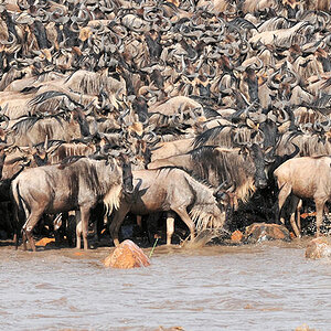 Gedränge am Mara-River
Das erste Gnu wag sicht ins Wasser
0894