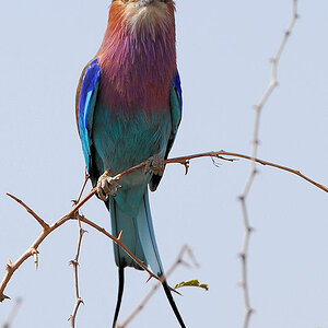 Gabelracke im Tarangire
0218