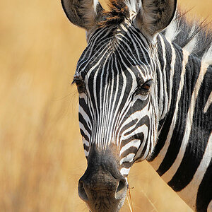 Zebra im Tarangire
0150