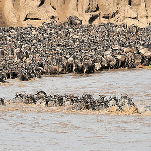 Dann drängen immer mehr Gnus nach
und größere Gruppen schwimmen ans andere Ufer
0930