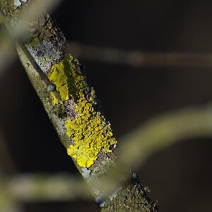 DSC 0737a