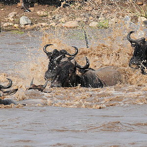 Gnus im Mara-River
2970