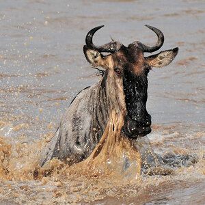 Gnu im Mara-River
3125