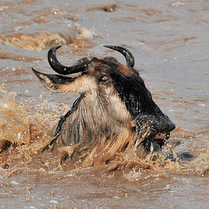 Gnu im Mara-River
3137