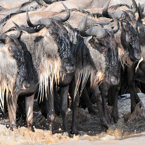 auf einer kleinen Felsinsel im Mara-River
stehen die Gnus dichtgedrängt.
Kein Gnus traut sich ins Wasser
3319