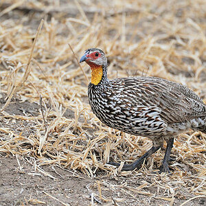 Gelbkehlfrankolin (Yellow-necked spurfowl)
im Tarangire
8565
