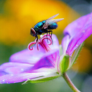 Fliege 1