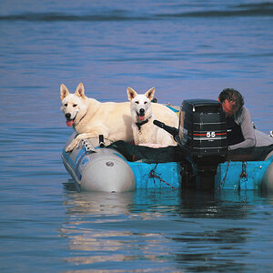 2 hunde