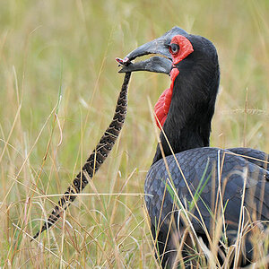 Beim Kaffernhornraben (Southern Ground-hornbill)
gibt es heute nur Schlangenfraß
3325