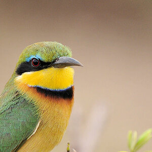 Bienenfresser
im Lake Manyara Nationalpark
1752