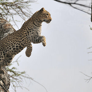 Leopard im Sprung von Ast zu Ast
Serengeti
2712