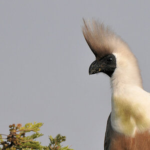 Nacktkehl Lärmvogel (Bare-faced Go-away-bird
Nähe Lobo-Hills, Serengeti
3365