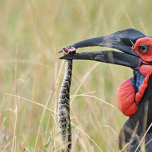 Kaffernhornrabe mit Schlange
Southern Ground Hornbill
nähe Lobo Hills
3399
