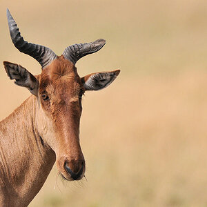 Kuhantilope mit Abgebrochenen Horn
Lobo Hills, Serengeti
3468