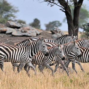 Zebras, Lobo, Serengeti
1322
