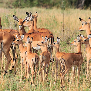Impalas am Grumeti River
1542