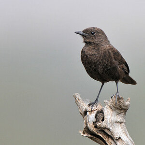Bei der Identifizierung dieses Vogels bin ich mich
leider nicht so sicher.
Ich tippe auf Trauerwürger (Slate coloured boubou),
aber die sind dunkler.
