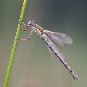 Kleine Binsenjungfer