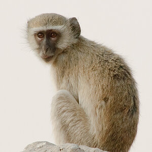 Affe 1
