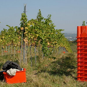 Weinwandertag 02