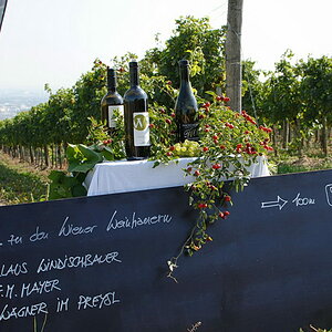 Weinwandertag 04