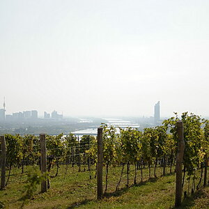 Weinwandertag 06
