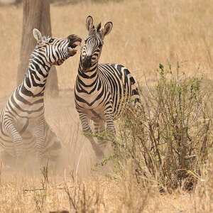 kämpfende Zebras im Tarangire
9045