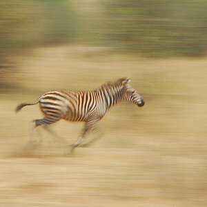ganz schnelles Zebra im Tarangire
0434