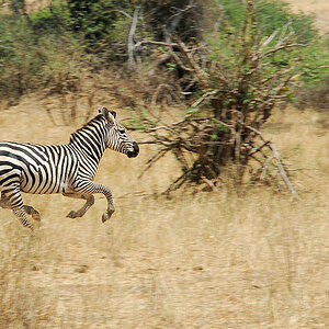 schnelles Zebra im Tarangire
0450