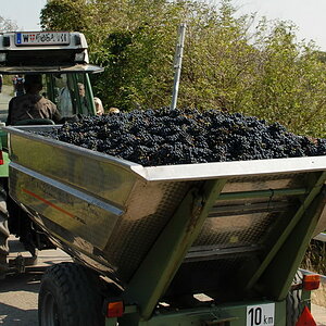 Weinwandertag 12