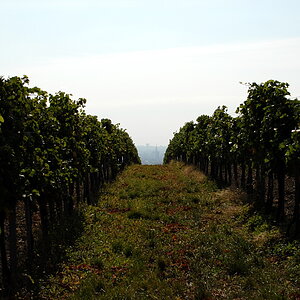 Weinwandertag 14