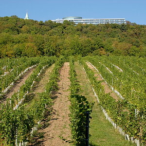 Weinwandertag 16