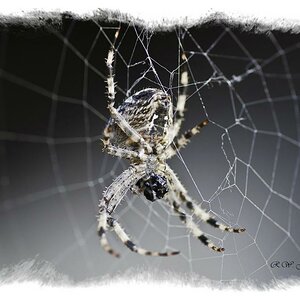 Spinne001