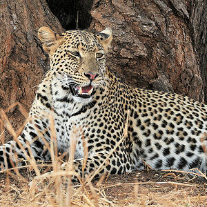 Leopard im Tarangire
9279