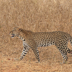 Leopard im Tarangire
9288