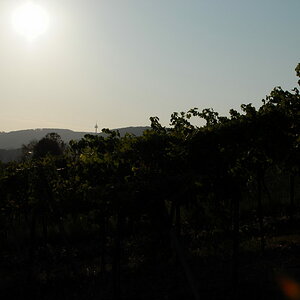 Weinwandertag 29
