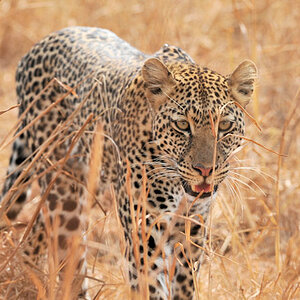 Leopard im Tarangire
9229