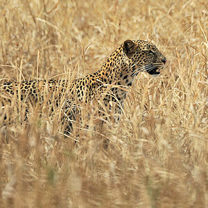 Ein Leopard liegt auf der Lauer
9241