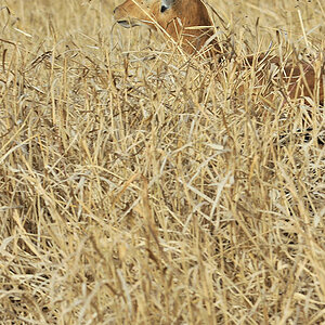 Ein Riesensatz vom Leo in einen Grasbusch,
ein Riedbock spring auf,
knapp daneben ist auch vorbei
9245