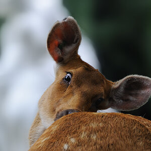 Barasingha
Zoo Berlin