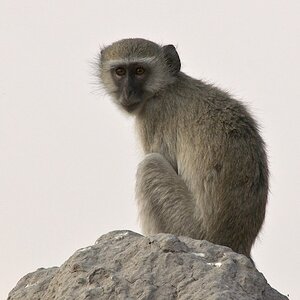 affe