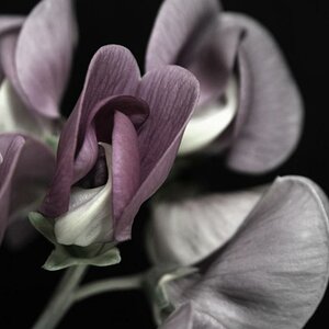 Macro
