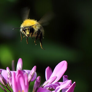 Hummel Anflug 1