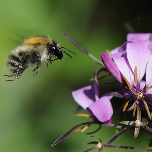 Hummel Anflug 3