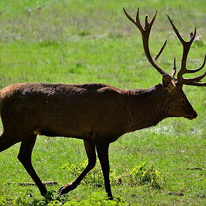 Hirsch02