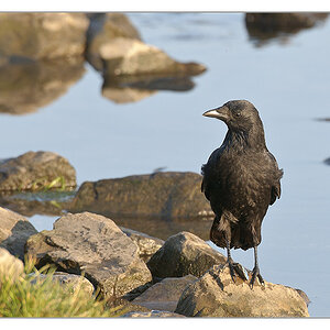 Vogel am Wasser 3