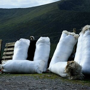 X 0115 Irland 2011 wool