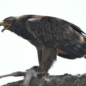 Raubadler (Tawny Eagle)
mit geraubten Gazellenbaby
in der Seronera
4441