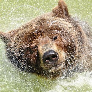 Braunbär